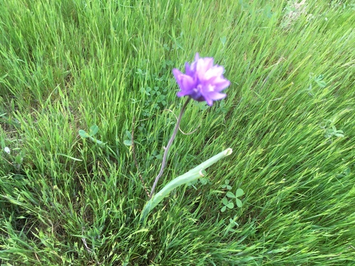 iNaturalist observation photo of blue dicks