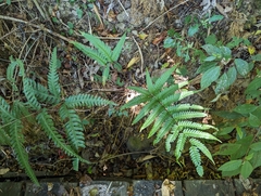 (c) 潘立傑 LICHIEH_PAN, some rights reserved (CC BY) Pteris arisanensis, photograph (c) 潘立傑 LICHIEH_PAN, some rights reserved (CC BY)