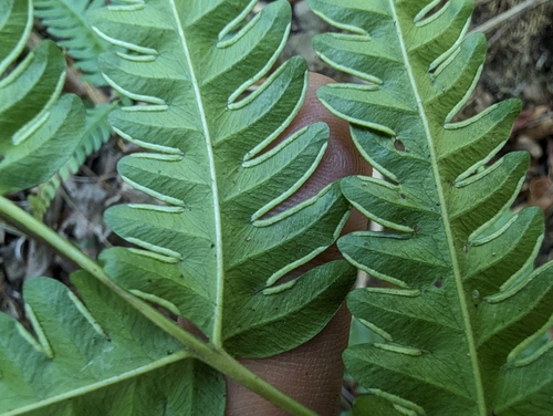 Pteris arisanensis, photograph 6