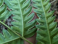 Pteris arisanensis, photograph (c) 潘立傑 LICHIEH_PAN, some rights reserved (CC BY)