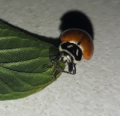 Hippodamia convergens