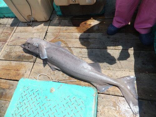 Deepsea spiny dogfish (Centrophorus squamosus) — Centrophoridae — 4