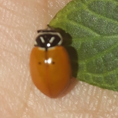 Hippodamia convergens