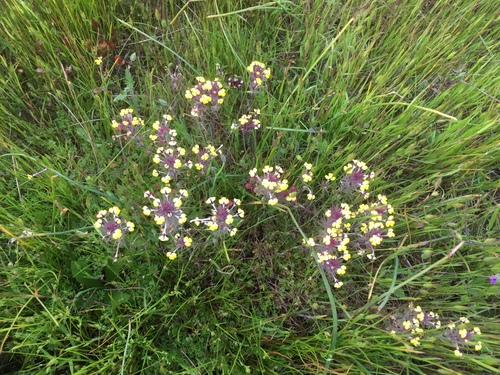 iNaturalist observation photo of butter-and-eggs