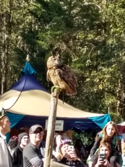 Bubo