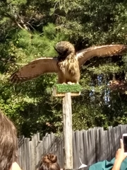 Bubo