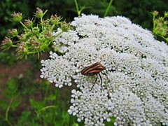 Seseli seseloides