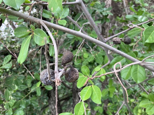 Artabotrys brachypetalus, photograph 4
