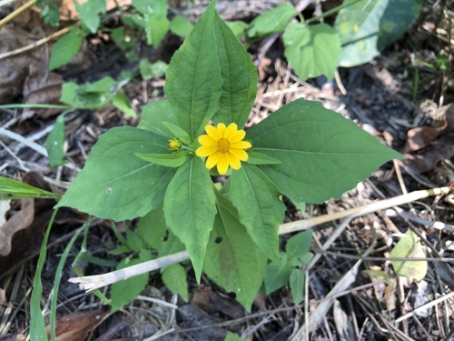 Image of Melampodium divaricatum by no rights reserved