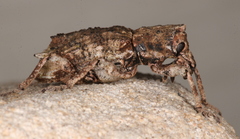 Aesiotes notabilis