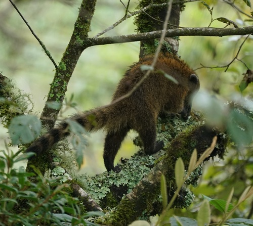 Mountain Coati