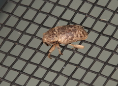 Mitrastethus australiae