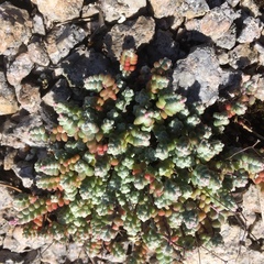 Sedum brevifolium