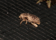 Mitrastethus australiae