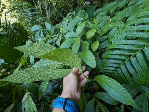Image of Elatostema platyphyllum by (c) 潘立傑 LICHIEH_PAN, some rights reserved (CC BY)