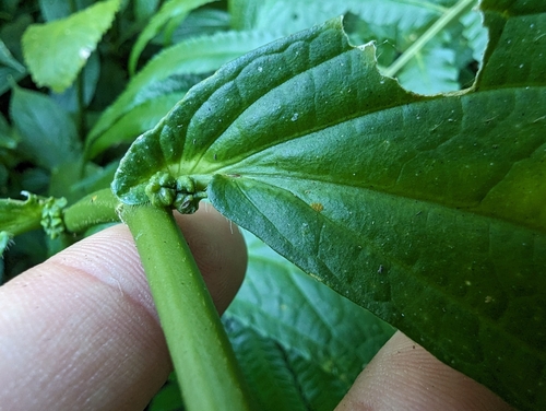 Image of Elatostema platyphyllum by (c) 潘立傑 LICHIEH_PAN, some rights reserved (CC BY)