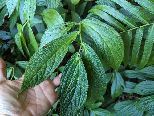 Image of Elatostema platyphyllum by (c) 潘立傑 LICHIEH_PAN, some rights reserved (CC BY)