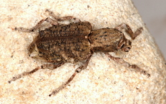 Aesiotes notabilis