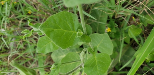 Fiddleleaf Tobacco (Nicotiana repanda) · iNaturalist