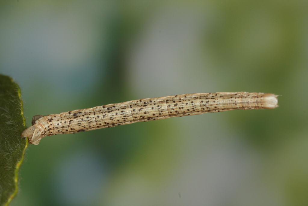 Black-veined Moth