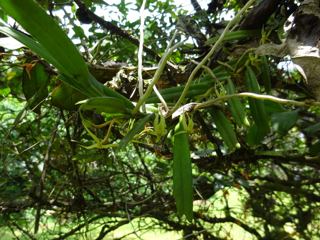 Angraecum moandense De Wild. 2