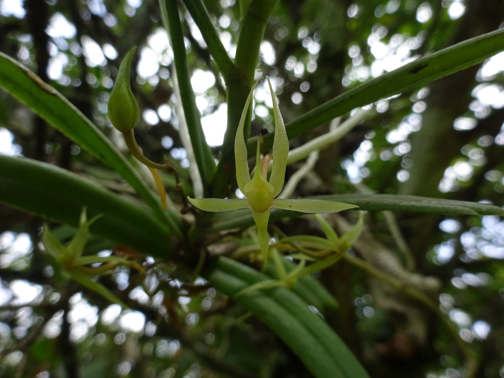 Angraecum moandense De Wild.