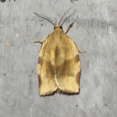 Choristoneura fractivittana