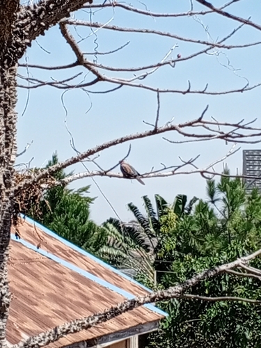 Laughing Dove