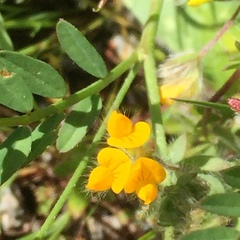 Coronilla valentina