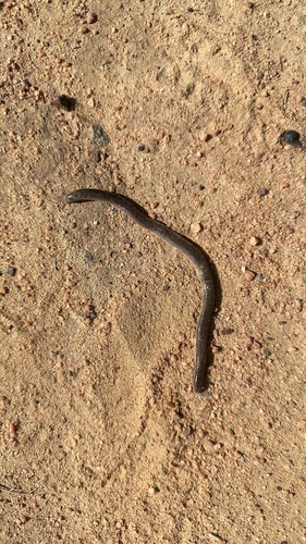 Brongersma's Worm Snake, Amerotyphlops brongersmianus