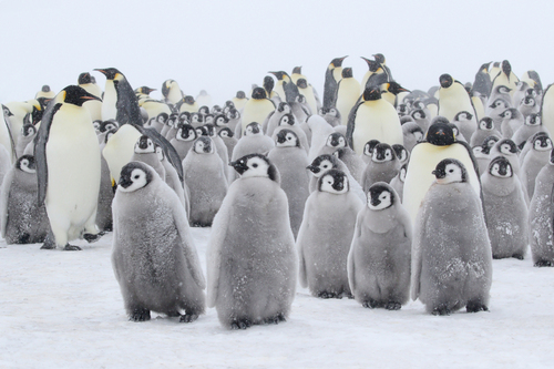 Penguin