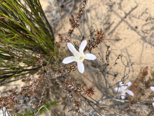 Image of Roella arenaria by (c) Charleen Brunke, some rights reserved (CC BY)