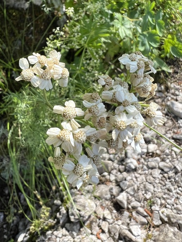 Achillea abrotanoides (Achillea abrotanoides)