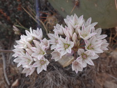 Allium macropetalum