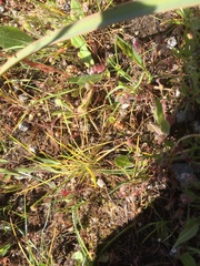 Isolepis setacea