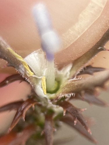 Image of Roella arenaria by (c) Charleen Brunke, some rights reserved (CC BY)