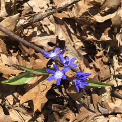 Scilla forbesii