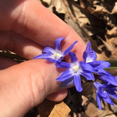 Scilla forbesii