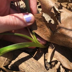 Scilla forbesii