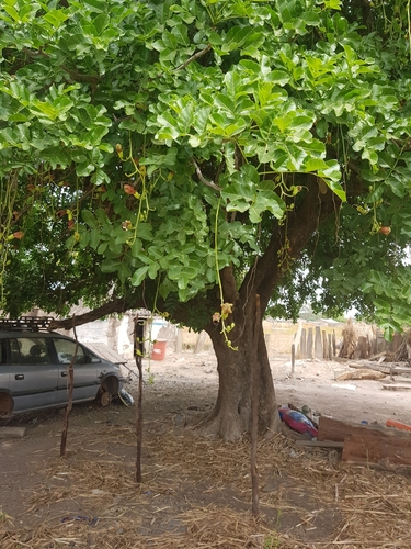 Sausage tree