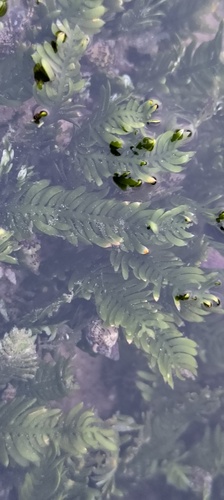 Caulerpa taxifolia