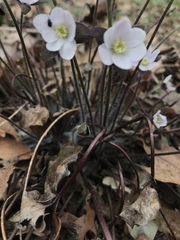 Hepatica acutiloba