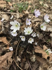 Hepatica acutiloba