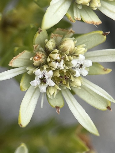 Limestone Beardbuchu (Euchaetis longibracteata)
