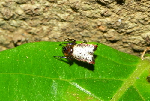 Micrathena bananal