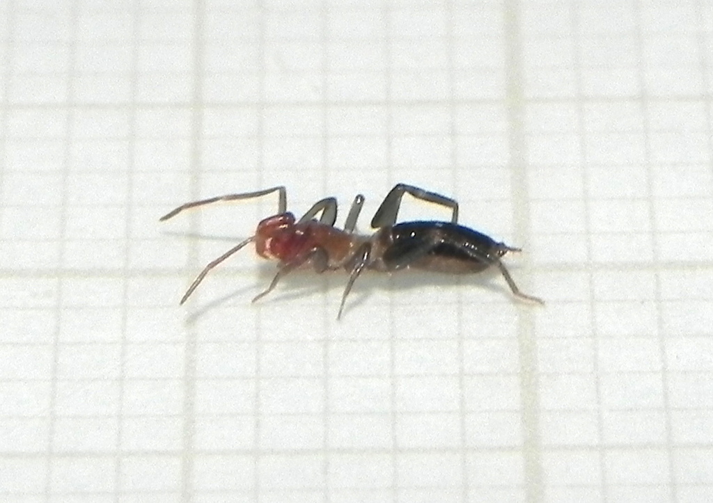 Rowlandius ufpi
