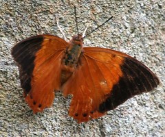 Charaxes bernardus crepax
