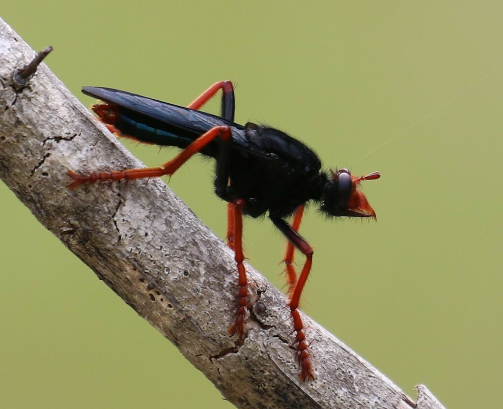 Spider Wasp Robber Flies