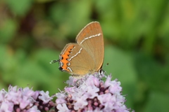 Satyrium prunoides