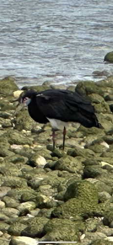 Abdim's Stork
